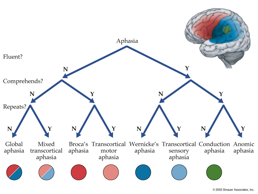 A flow chart of identifying the types of aphasia and which part of the brain is damaged